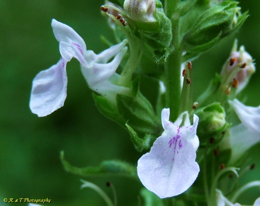 {Teucrium canadense}